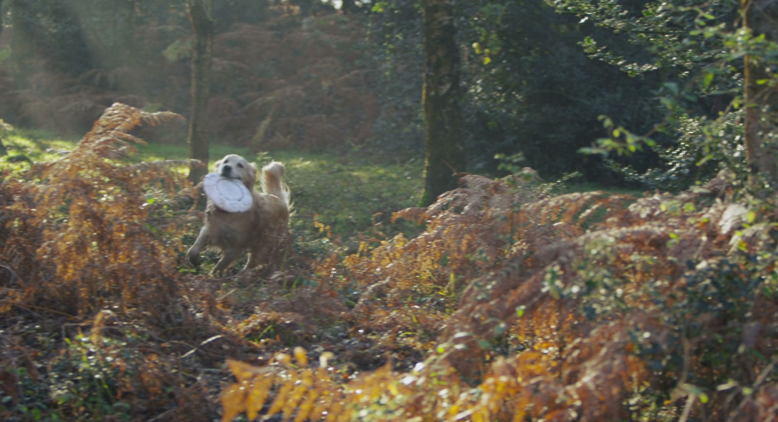 home-slider-herfst-hond